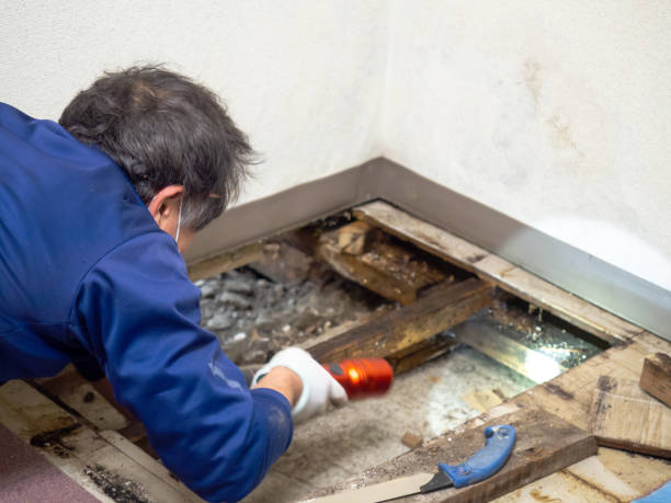 Why You Should Choose Our Mold Remediation Services in Rio Dell, CA